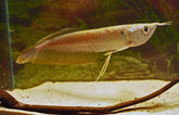 Osteoglossum Bicirrhosum Zilveren Arowana